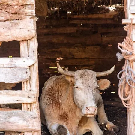 Kuca Stojanovica Topli Do *