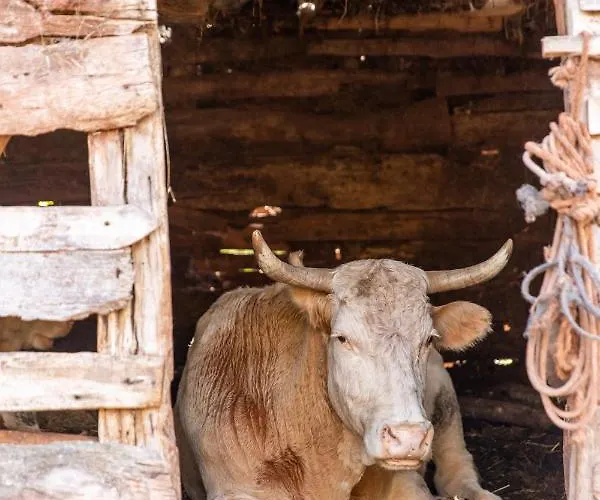 Kuca Stojanovica Topli Do *